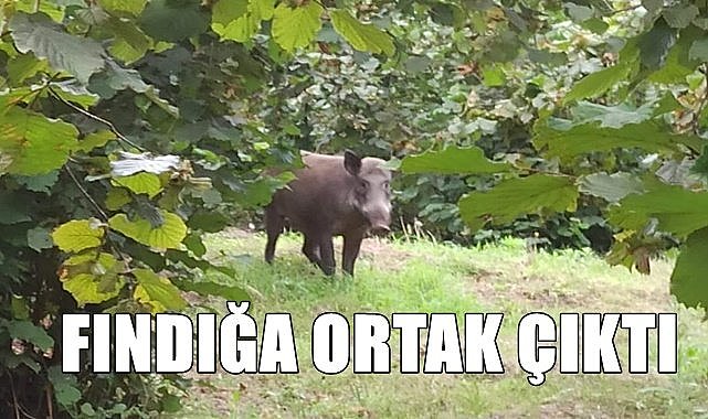 Samsun'da fındık bahçelerine yaban domuzu girdi