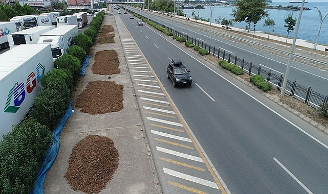 Trabzon&#039;da fındıklar yol kenarında kuruyor