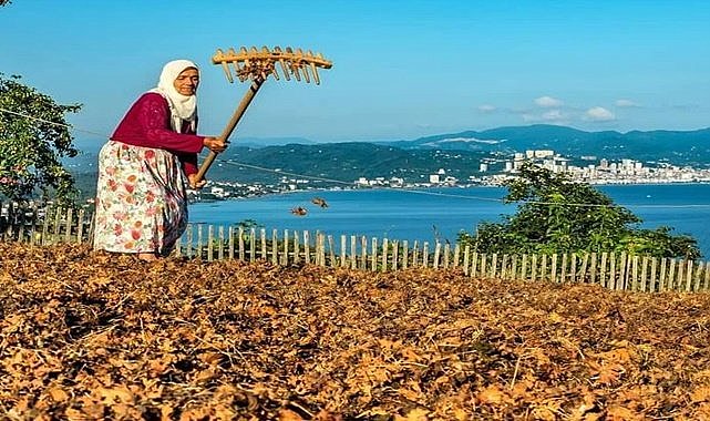 Ziraat Odası Başkanı; Fındık 100 TL'yi Geçer
