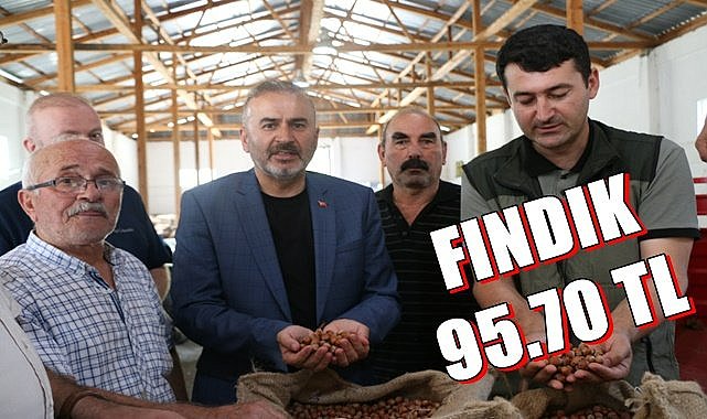 Fındık TMO&#039;ya 95.70 TL&#039;den satıldı
