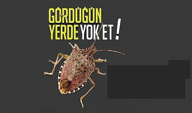 Fındık üreticisine talimat; Gördüğün yerde yok et