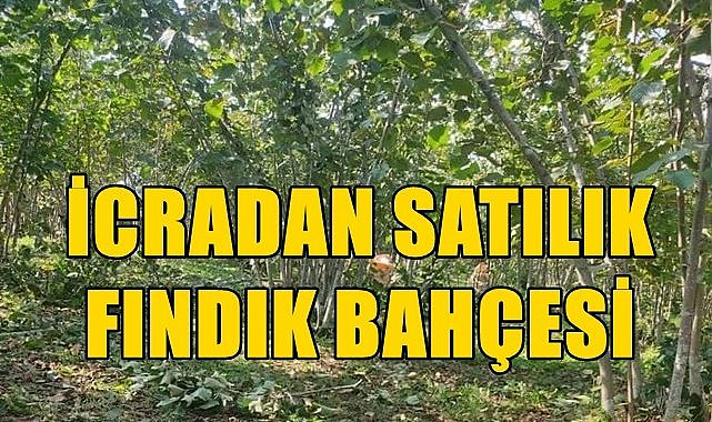 Giresun Espiye&#039;de 10 dönüm fındık bahçesi icradan satılık