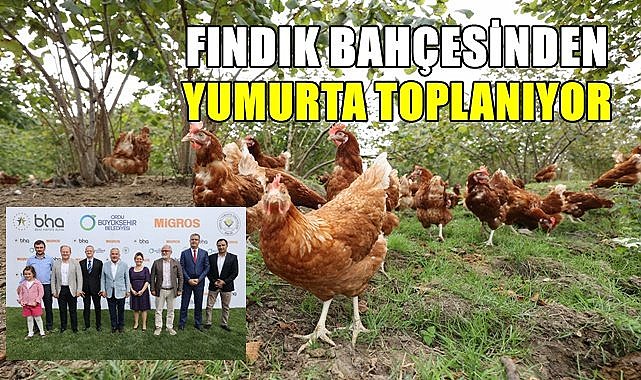Ordu'da fındık bahçesinden yumurta toplanıyor