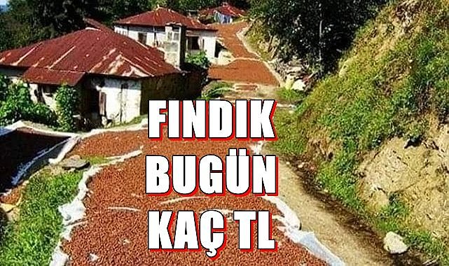 Tüccar fındığı kaç TL'den alıyor