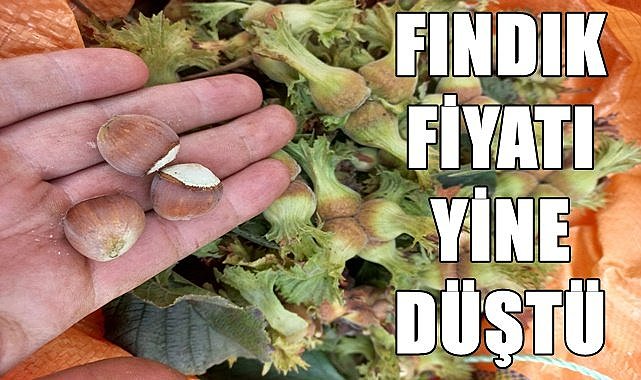 Fındık fiyatı(12.10.2023)