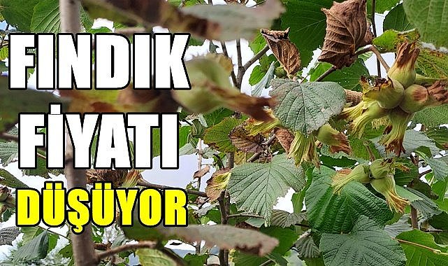 Fındık fiyatı bir haftada 4 TL düştü!
