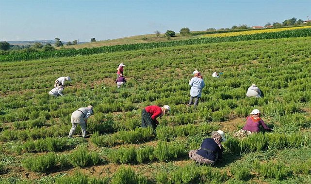 Kocaeli&#039;de tıbbi ve aromatik bitkilerin hasadı başladı