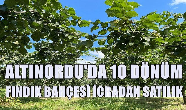 Altınordu&#039;da 10 dönüm fındık bahçesi icradan satılık