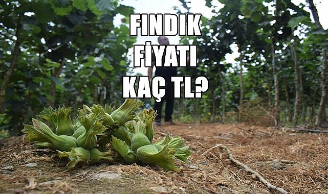 Fındık fiyatı (22.11.2023)