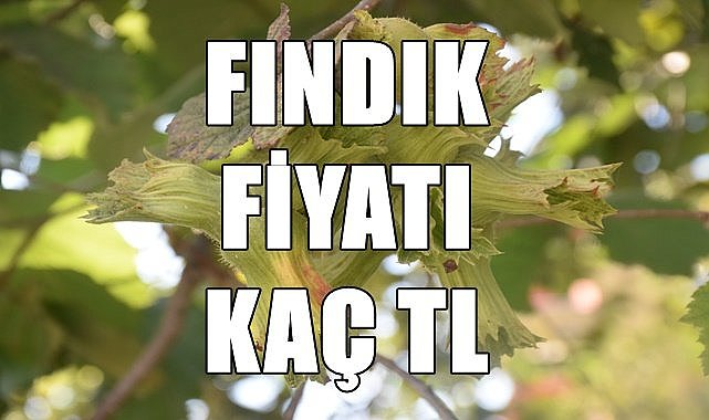Fındık fiyatı (23.11.2023)
