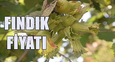 Fındık fiyatı (26.11.2023)