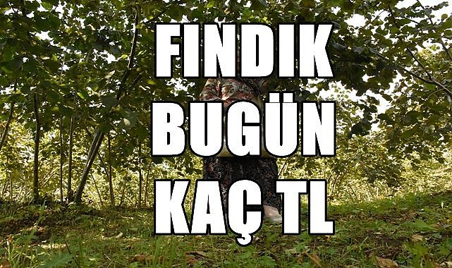 Fındık fiyatı (28.11.2023)