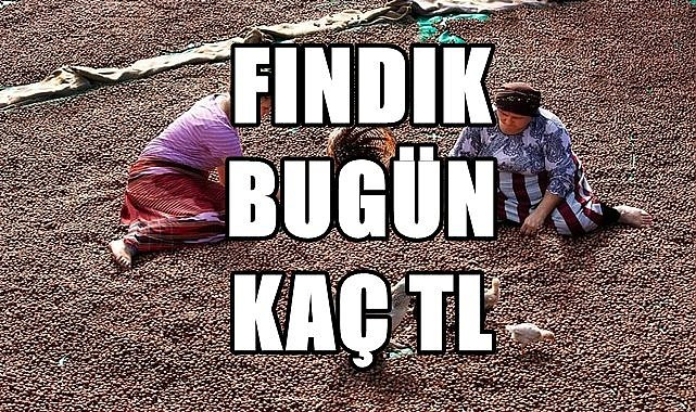 Fındık fiyatı (30.11.2023)
