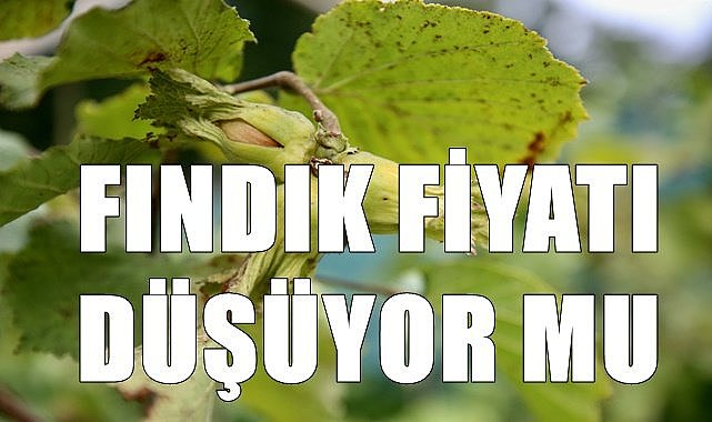 Fındık fiyatı (01.12.2023)