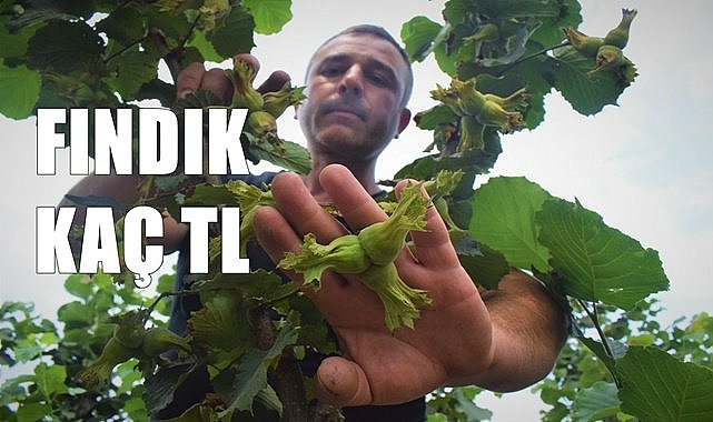 Fındık fiyatı (05.12.2023)