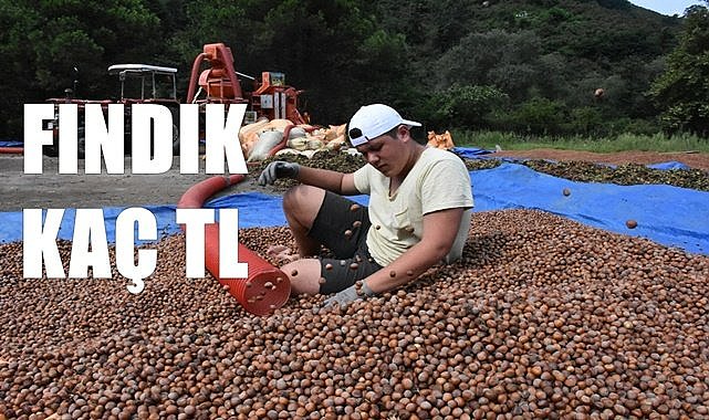 Fındık fiyatı (06.12.2023)