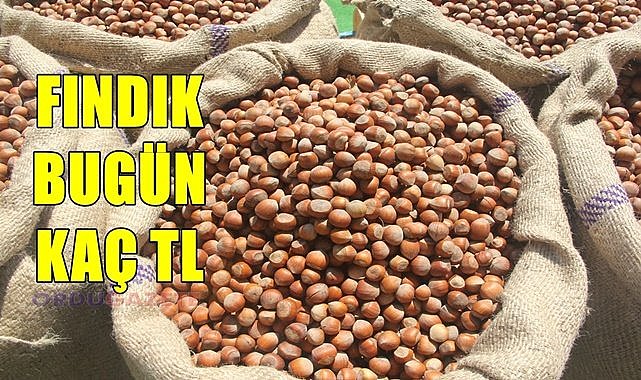 Fındık fiyatı (07.12.2023)