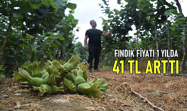 Fındık fiyatı 1 yılda 41 TL arttı