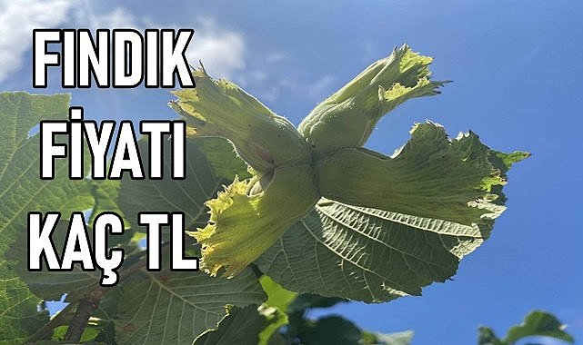 Fındık fiyatı (14.12.2023) Perşembe