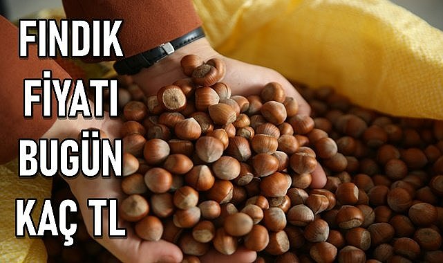 Fındık fiyatı (15.12.2023) Cuma