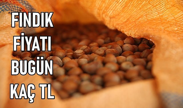 Fındık fiyatı (16.12.2023) Cumartesi