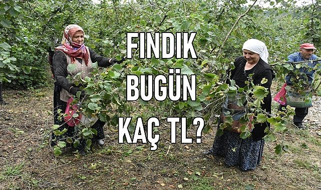 Fındık fiyatı (27.12.2023) Çarşamba