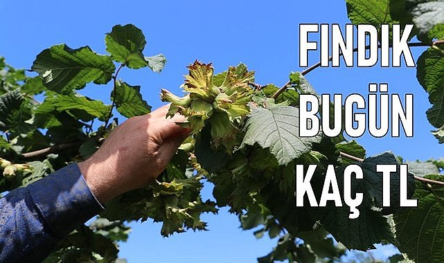 Fındık fiyatı bugün 12.12.2023