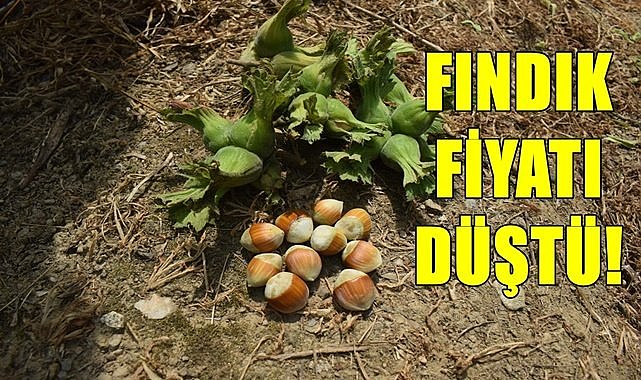 Fındık fiyatı düştü! Piyasalarda beklenmedik gelişme!