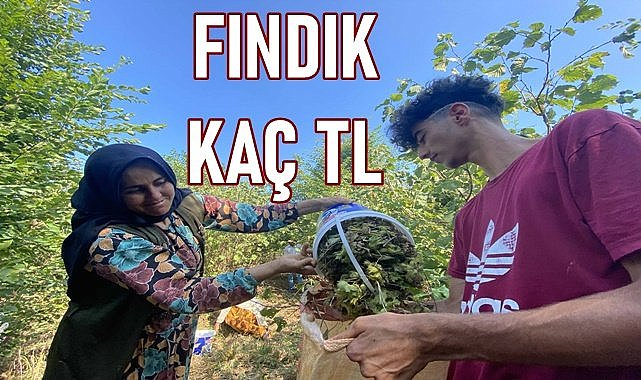 Fındık fiyatı hangi ilde daha yüksek!