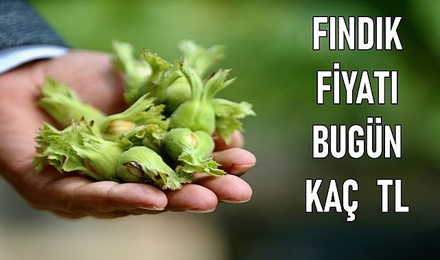 Fındık fiyatı kaç lira (13.12.2023)
