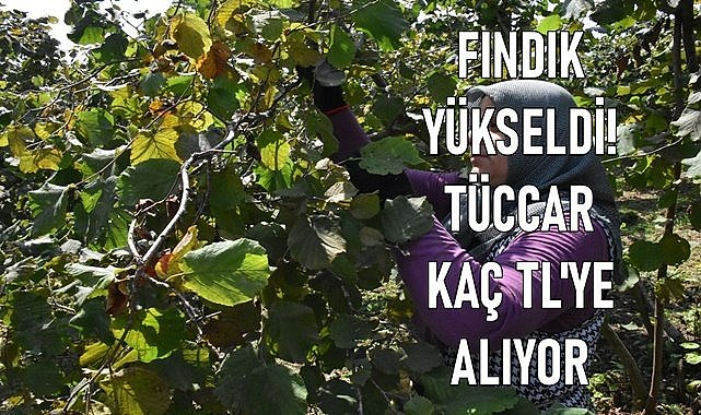 Fındık fiyatı yükseldi! 55 randıman fındık 100 TL&#039;yi geçti