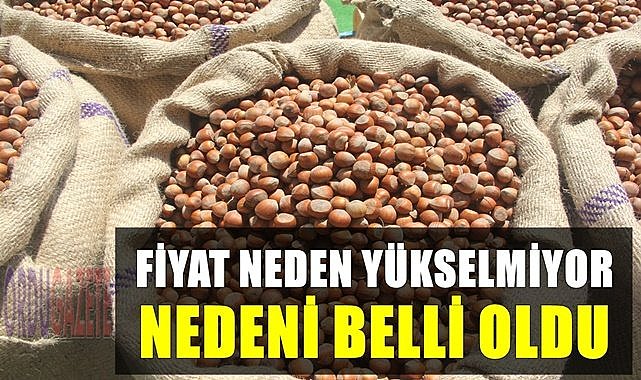 Fındık fiyatının yükselmemesinin nedeni belli oldu!