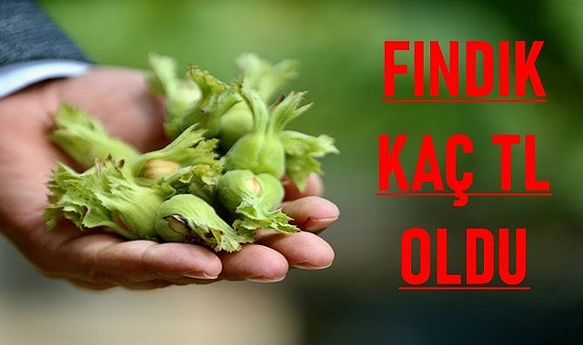 Fındık fiyatları (22.12.2023) Cuma