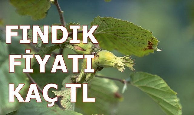 Fındık fiyatları hafta içi düştü hafta sonu ne kadar oldu?