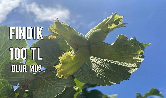 Fındık satmak için 100 TL bekleniliyor