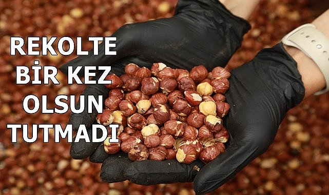 Fındıkta rekolte oyunu! Tartışmalara neden olan rekolte hiç tutmadı