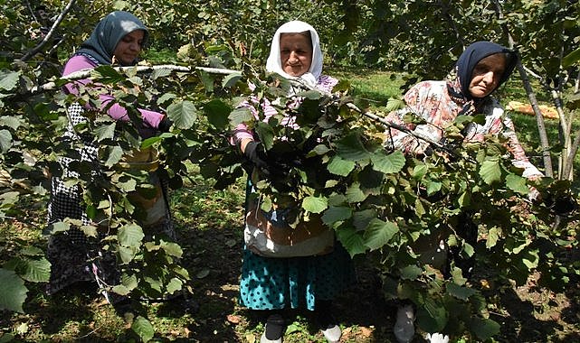 Fındıkta Sakarya,  Ordu&#039;yu tahtından etti