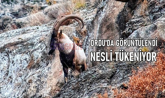 Nesli tükenme tehlikesi bulunan Dağ Keçisi Ordu&#039;da görüntülendi