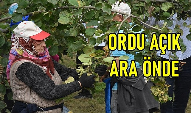 Ordu ÇKS&#039;ye kayıtlı fındık üreticisi sayısında rekor kırdı