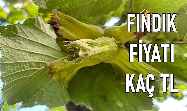Ordu&#039;da fındık fiyatı 25 Aralık Pazartesi kaç TL?