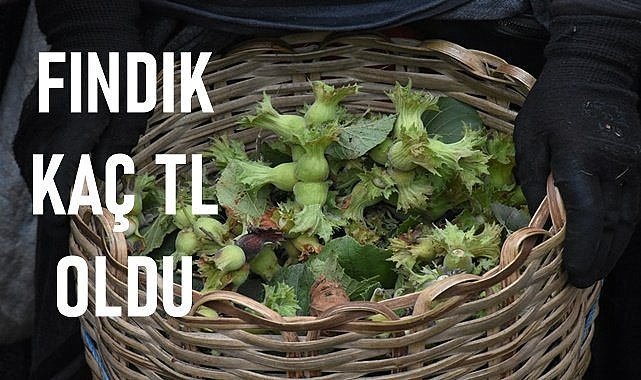 Ordu&#039;da fındık fiyatı bugün kaç TL?