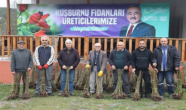 Ordu&#039;da ücretsiz kuşburnu fidanı dağıtıldı
