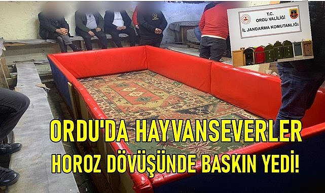 Ordu&#039;da yeni yılı horoz dövüşüyle karşılarken jandarmaya yakalandılar