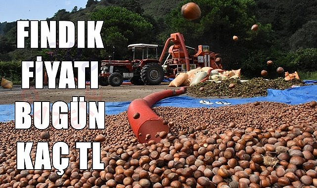 Ordu fındık fiyatı (08.12.2023)