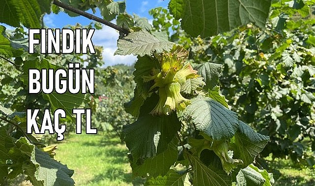 Yeni yıl öncesi fındık satılmalı mı? Fındık bugün kaç TL?