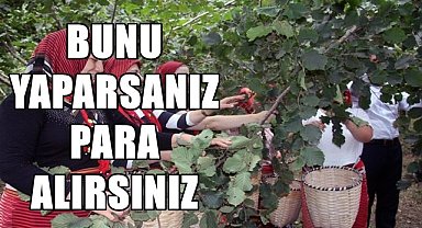 Yönetmenlik değişti: Bunu yapan fındık üreticisi para alacak!