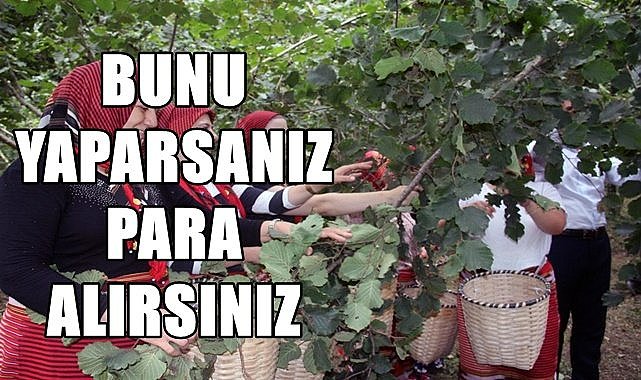 Yönetmenlik değişti: Bunu yapan fındık üreticisi para alacak!