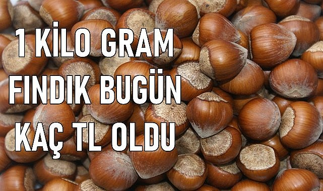 1 kilo fındık bugün kaç TLoldu?