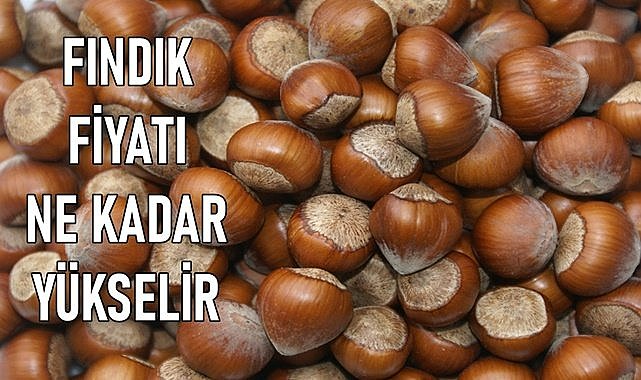 Fındık fiyatı (09.01.2024) Salı