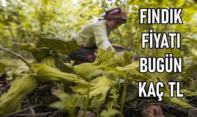 Fındık fiyatı (13.01.2024)